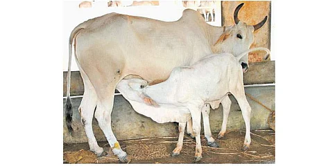 இந்திய பசுக்களை இனவிருத்தி செய்ய பிரேசில் உதவி தேவையா?