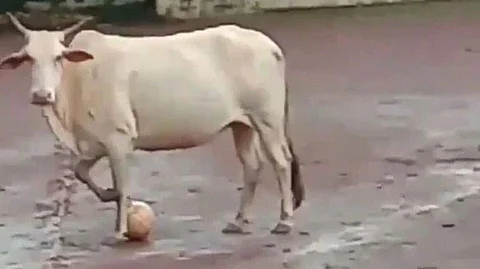 இளைஞர்களுடன் கால்பந்து விளையாடிய மாடு!