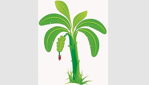 வாழையின் மருத்துவ குணங்கள்