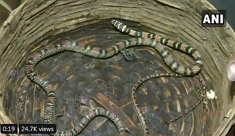 பறக்கும் பாம்பை பார்த்திருக்கிறீர்களா? இதோ அருமையான விடியோ!