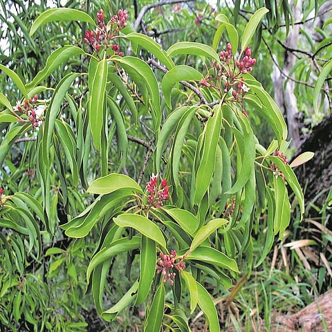  செண்பக மரம்! 