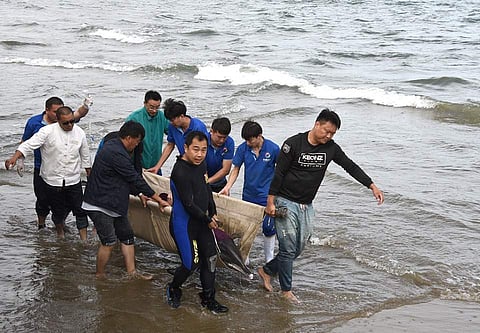 சீனாவின் ஷான்தொங் மாநிலத்தின் வெய்ஹாய் நகரிலுள்ள காயமுற்ற ஒரு டால்பின் மீட்கப்பட்டது