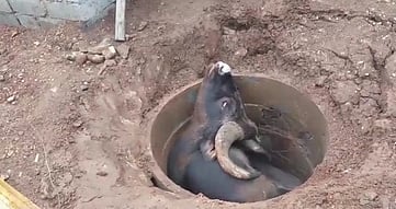 செப்டிக் டேங்கிற்காக வெட்டப்பட்ட குழியில் விழுந்த காட்டெருமை