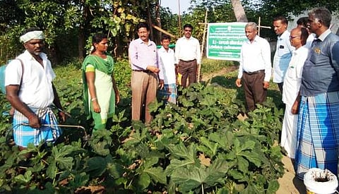 நாணமேடு கிராமத்தில் வெண்டை பயிரிடப்பட்டுள்ள விளை நிலத்தில் கடல் பாசி உரமிடுதல் குறித்து விளக்கமளிக்கப்பட்டது.