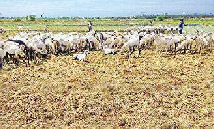 மண் வளத்தை பாதுகாக்க விளைநிலங்களில் ஆட்டுக்கிடை: சீர்காழி விவசாயிகள் ஆர்வம்