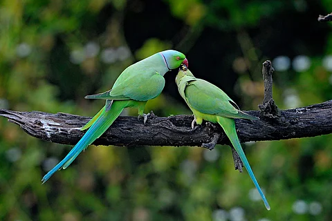 கொஞ்சும் அஞ்சுகங்கள்...