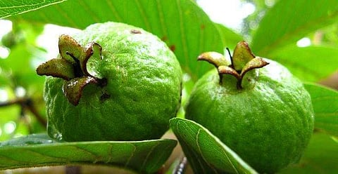 சர்க்கரை குறைபாடு உள்ளவர்களுக்கு மிகச் சிறந்த இயற்கை உணவு