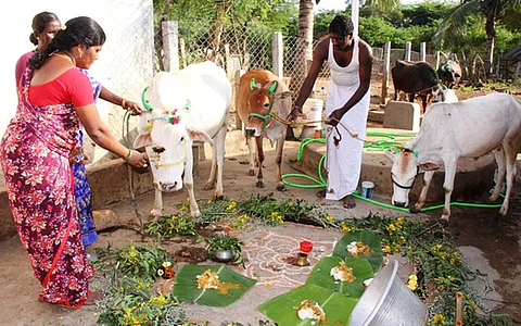 மாட்டுப் பொங்கல் கொண்டாட்டம்
