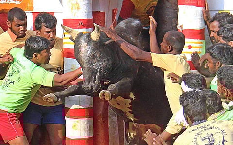 களைகட்டிய ஜல்லிக்கட்டு திருவிழா