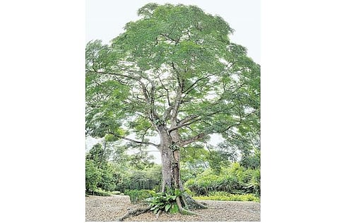 மரங்களின் வரங்கள்! நீலத் நிறத்தழகன் - காயா மரம்!