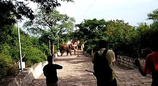 மருதமலை கோயில் நடைபாதையில் நடமாடிய ஒற்றை காட்டு யானை.