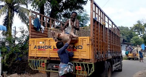 வாகனத்தில் ஏற்றப்படும் பிடிபட்ட பன்றிகள்.