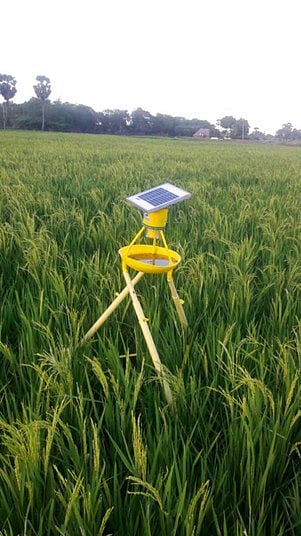 பூச்சிகளைக் கட்டுப்படுத்த வயலில் பொருத்தப்பட்டிருக்கும் சோலாா் விளக்குப் பொறி.