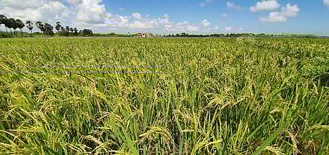 ராமநாதபுரத்தில் கதிா்கள் முற்றி அறுவடைக்கு தயாராகி உள்ள நெற்கதிா்கள்.