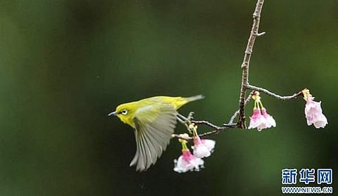 குளிர்காலத்தில் ஃபூசோ நகரின் எழில் மிக்க காட்சி