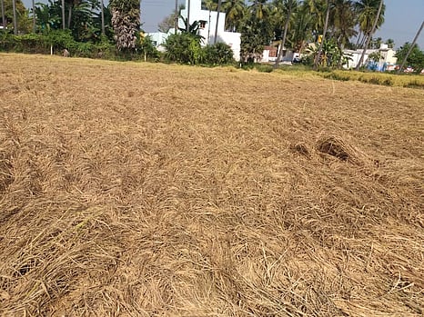 காவிரிக்கரைப் பகுதியில் நெற்பயிரில் குலைநோய் தாக்கம்