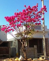 வாழப்பாடி சக்தி காா்டன் குடியிருப்புப் பகுதியில் பூத்துக் குலுங்கும் வசந்தராணி பூக்கள்.