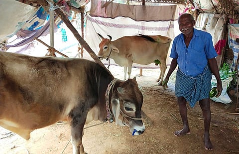 கால்நடைகளுக்கு பச்சிலை வைத்தியம் பாா்க்கும் குருவையா கோபால்.