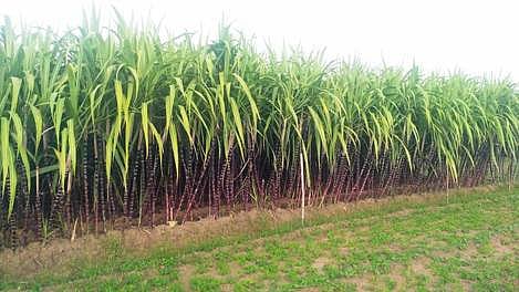 சிலால் கிராமத்தில் அறுவடைக்குத் தயராக உள்ள செங்கரும்பு.