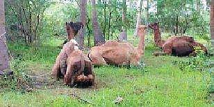 ஆஸ்திரேலியாவில் அதிகமாக தண்ணீர் குடிப்பதால் 10 ஆயிரம் ஒட்டகங்களைக் கொல்ல முடிவு