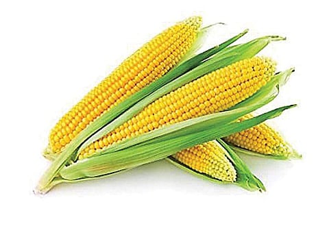 சோளம் உண்பதால் கிடைக்கும்  நன்மைகள் 