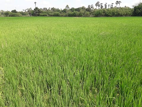 ஆறுகளில் தண்ணீர் கரை புரண்டு ஓடியும், வறண்டு கிடைக்கும் பாசன வாய்க்கால்கள்: விவசாயிகள் வேதனை