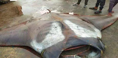 ராட்சத திருக்கை மீன்