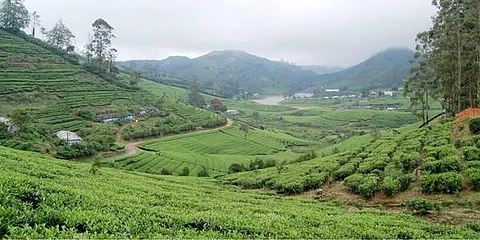 மேற்கு தொடர்ச்சி மலையில் இயற்கை எழில் சூழ்ந்த மேகமலை.