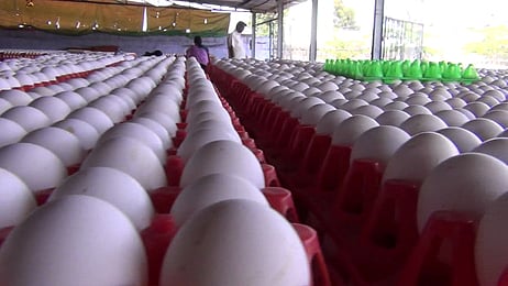 முட்டை விலை 30 காசுகள் உயா்ந்து ரூ. 4.40-ஆக நிா்ணயம்