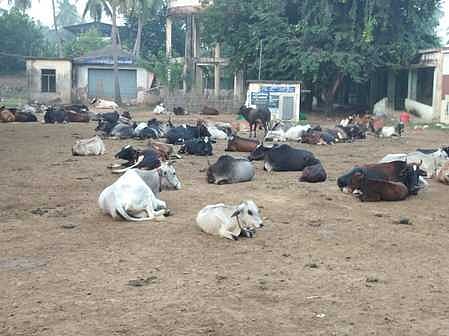 விளையாட்டு மைதானத்தில் அடைக்கப்பட்ட மாடுகள்.