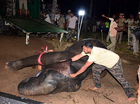 தருமபுரி மாவட்டம், பஞ்சப்பள்ளி அருகே கிணற்றில் விழுந்த யானை பத்திரமாக மீட்கப்பட்டது.