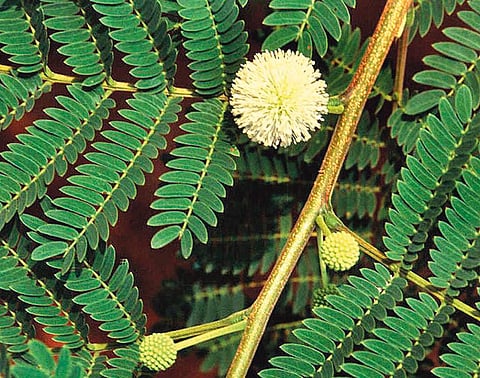 மரங்களின் வரங்கள்!: கால்நடைகளின் நண்பன்- சூபாபுல்  மரம்