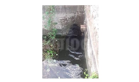 விவசாயக் கிணற்றில் தவறி விழுந்த கரடி.