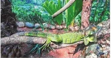 சிறுவா்களை ஈா்க்கும் இகுவானா பச்சோந்தி