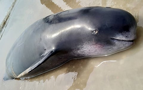 கோடியக்கரையில் இறந்து கரை ஒதுங்கிய அரியவகை கடற்பன்றி.