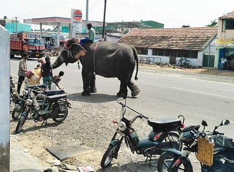 பழைய பேருந்து நிலையம் அருகில் யானையுடன் பிச்சை எடுத்த பாகன்.