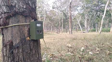 முதுமலை புலிகள் காப்பக உள்வட்டப் பகுதியில் வன விலங்குகள் கணக்கெடுக்கும் பணி தொடக்கம்