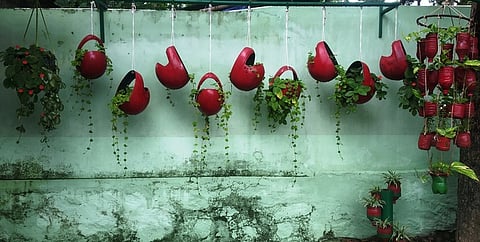 செடி, கொடி வளா்ப்பில் புதுமை:ஆற்றூா் பேரூராட்சிக்கு மக்கள் பாராட்டு