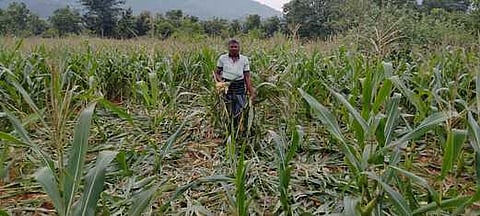 வ.மீனாட்சிபுரம் அருகே திங்கள்கிழமை இரவு காட்டுப்பன்றிகளால் சேதத்துக்குள்ளான மக்காச்சோளத் தோட்டம்.