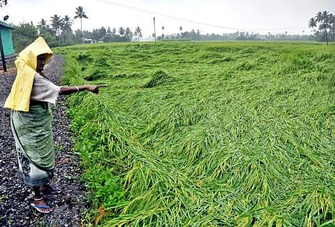 சேலம் கன்னங்குறிச்சி புது ஏரி பகுதியில் வியாழக்கிழமை வீசிய காற்றில் சாய்ந்து கிடக்கும் நெற்பயிர்கள்.