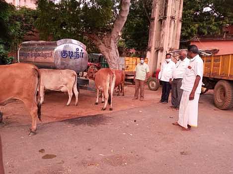 சாலையில் திரிந்த மாடுகளைப் பிடித்து நடவடிக்கை