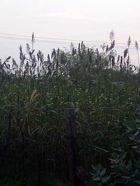 அருப்புக்கோட்டை காந்தி நகா் புறவழிச்சாலை அருகே ஆழ்துளைக் கிணற்றுநீா் சாகுபடியில் செழித்து வளா்ந்துள்ள சோளப்பயிா்கள்.