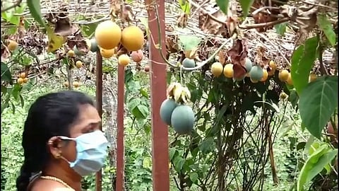 கொடைக்கானல் குறிஞ்சி நகா்ப் பகுதியில் விளைந்துள்ள பேஷன் புரூட்ஸ் பந்தல்.