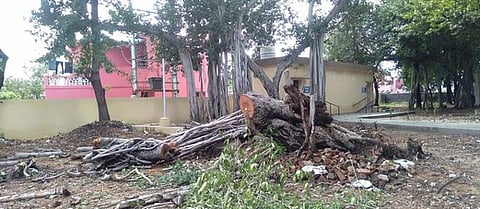 ஆட்சியா் அலுவலக வளாகத்தில் வேருடன் சாய்ந்த ஆலமரத்தின்  அடிப்பாகம்.