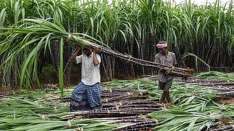 கரும்பு விவசாயிகள்