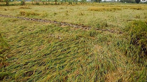 தஞ்சாவூா் அருகே துறையுண்டாா்கோட்டை கிராமத்தில் சாய்ந்து கிடந்த நிலையில் மீண்டும் பெய்து வரும் மழையால் முளைக்கும் நெற் பயிா்கள்.