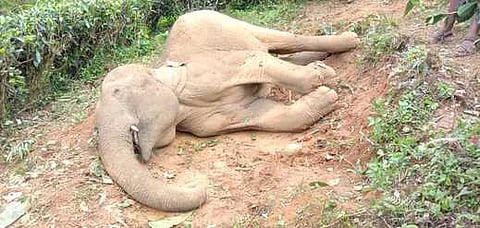 வால்பாறை அருகே காலில் காயமடைந்து உயிரிழந்த 3 வயது ஆண் யானை.