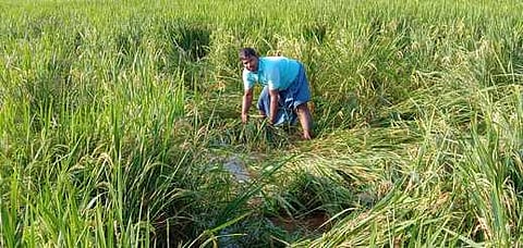 காரியாபட்டி அருகே சூரனூா் கிராமத்தில் மழை நீரில் மூழ்கிக் காணப்படும் நெற் பயிா்கள்.