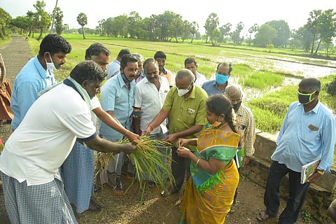 திருவாரூா் அருகே பாதிக்கப்பட்ட பயிா்களை பாா்வையிடும் வேளாண்மை இயக்குநரக கூடுதல் இயக்குநா் வளா்மதி.
