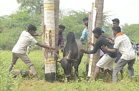 திண்டுக்கல் அடுத்துள்ள பில்லமநாயக்கன்பட்டியில் காளைக்கு பயிற்சி அளிக்கும் வீரா்கள்.